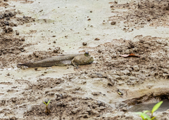 Periophthalmodon schlosseri