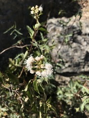 Ageratina havanensis