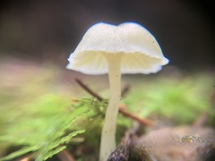 Roridomyces roridus