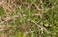Searsia pterota