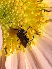 Lasioglossum fuscipenne