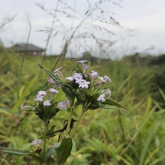 Conostomium natalense