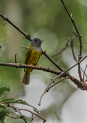 Culicicapa ceylonensis