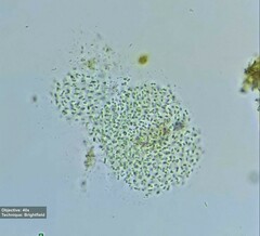 Cyanobacteria
