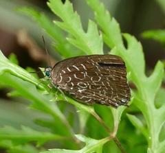Arhopala acetes