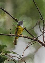 Culicicapa ceylonensis