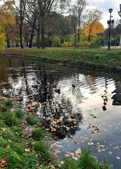 Cyanobacteria