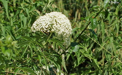 Sambucus javanica