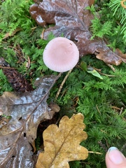 Mycena pura