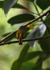 Culicicapa ceylonensis