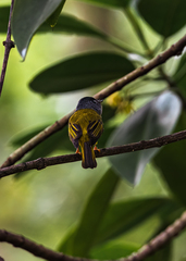 Culicicapa ceylonensis