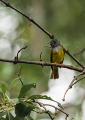 Culicicapa ceylonensis