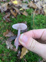 Mycena pura