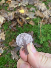 Mycena pura