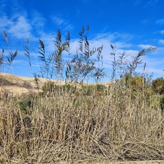 Phragmites australis altissimus