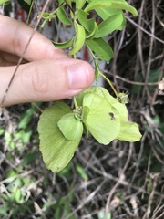 Callaeum macropterum