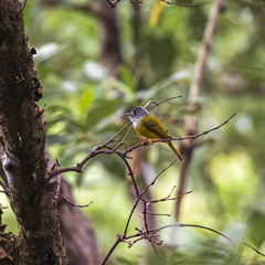Culicicapa ceylonensis