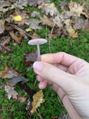 Mycena pura