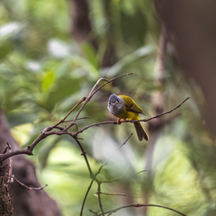 Culicicapa ceylonensis