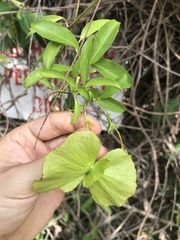 Callaeum macropterum