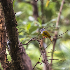 Culicicapa ceylonensis
