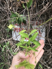 Callaeum macropterum