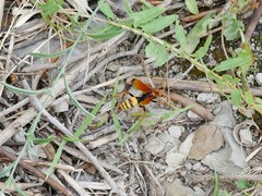 Cryptocheilus annulatus