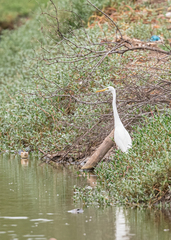 Ardea alba modesta