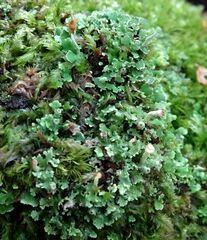 Cladonia ochrochlora