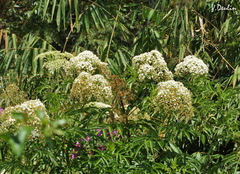 Sambucus javanica