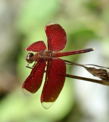 Neurothemis manadensis