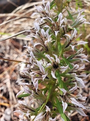 Liatris elegans