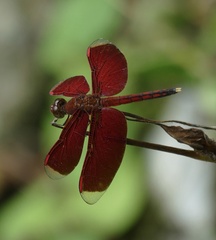 Neurothemis manadensis