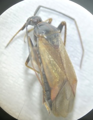 Adelphocoris seticornis