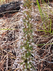 Liatris elegans