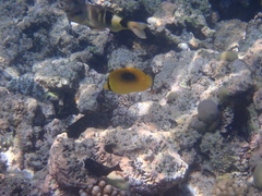 Parupeneus multifasciatus