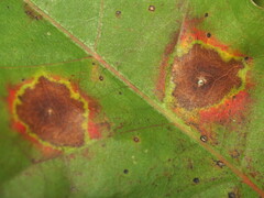 Polystepha quercifolia