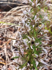 Liatris elegans