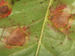 Polystepha quercifolia