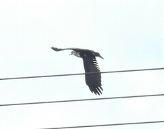 Corvus