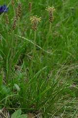 Plantago alpina