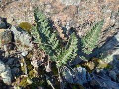 Paragymnopteris marantae