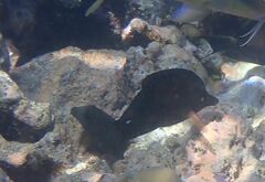 Zebrasoma scopas