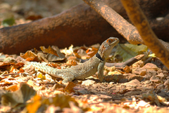 Oplurus cuvieri