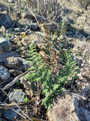 Paragymnopteris marantae