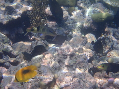 Zebrasoma scopas
