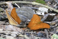 Vindula dejone celebensis