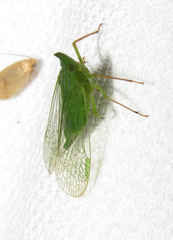 Rhynchomitra microrhina