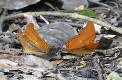 Vindula dejone celebensis