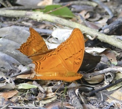 Vindula dejone celebensis